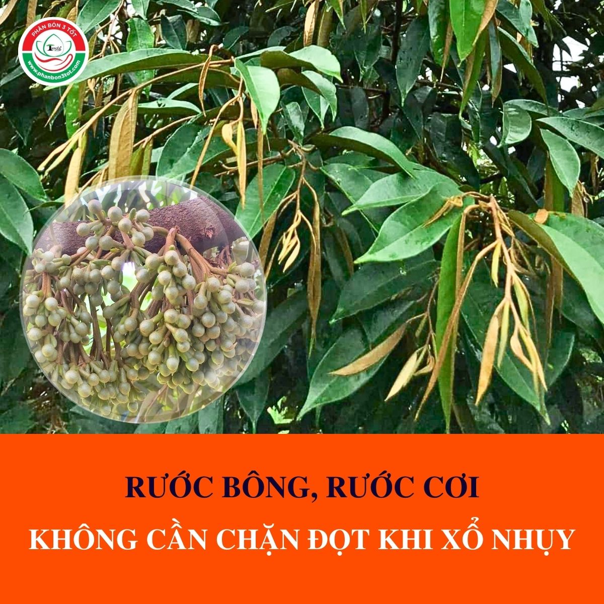 BÍ KÍP RƯỚC BÔNG, RƯỚC CƠI KHÔNG CẦN CHẶN ĐỌT KHI XỔ NHỤY? BÍ KÍP RƯỚC BÔNG, RƯỚC CƠI KHÔNG CẦN CHẶN ĐỌT KHI XỔ NHỤY?