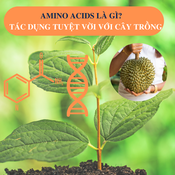Amino Acids Là Gì? Vai Trò Của Amino Acids Đối Với Cây Trồng Amino Acids Là Gì? Vai Trò Của Amino Acids Đối Với Cây Trồng