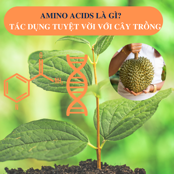 Amino Acids Là Gì? Vai Trò Của Amino Acids Đối Với Cây Trồng