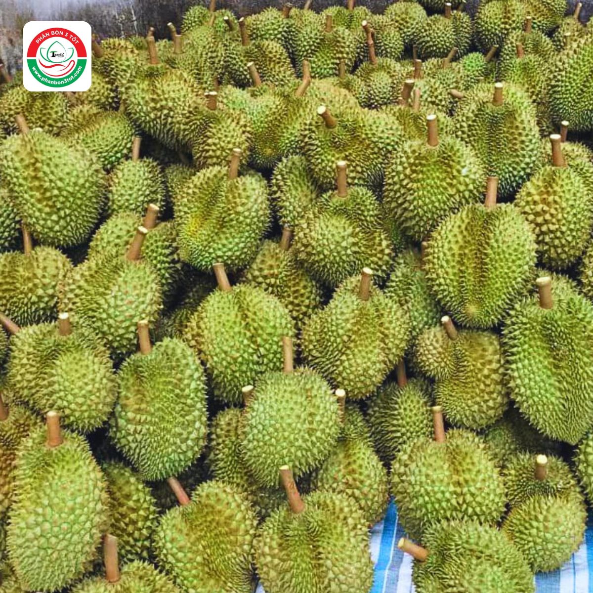 NÔNG DÂN KIẾM TIỀN TỶ NHỜ SẦU RIÊNG VỤ NGHỊCH NÔNG DÂN KIẾM TIỀN TỶ NHỜ SẦU RIÊNG VỤ NGHỊCH