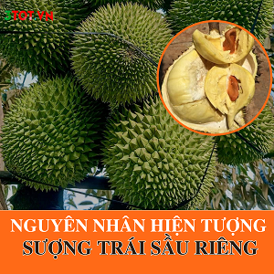 Nguyên Nhân Gây Ra Hiện Tượng Sượng Và Cháy Múi Sầu Riêng?