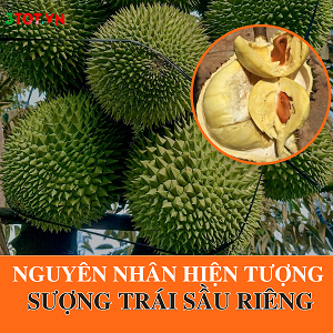Nguyên Nhân Gây Ra Hiện Tượng Sượng Và Cháy Múi Sầu Riêng? Nguyên Nhân Gây Ra Hiện Tượng Sượng Và Cháy Múi Sầu Riêng?