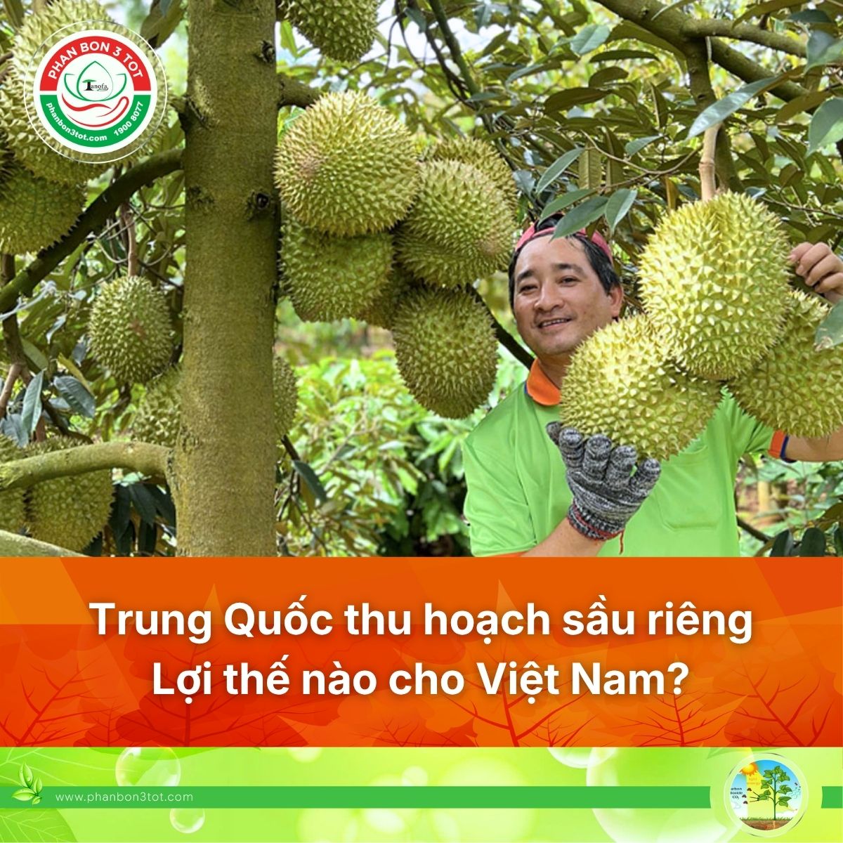 Trung Quốc thu hoạch sầu riêng thử nghiệm: Lợi thế nào cho Việt Nam?
