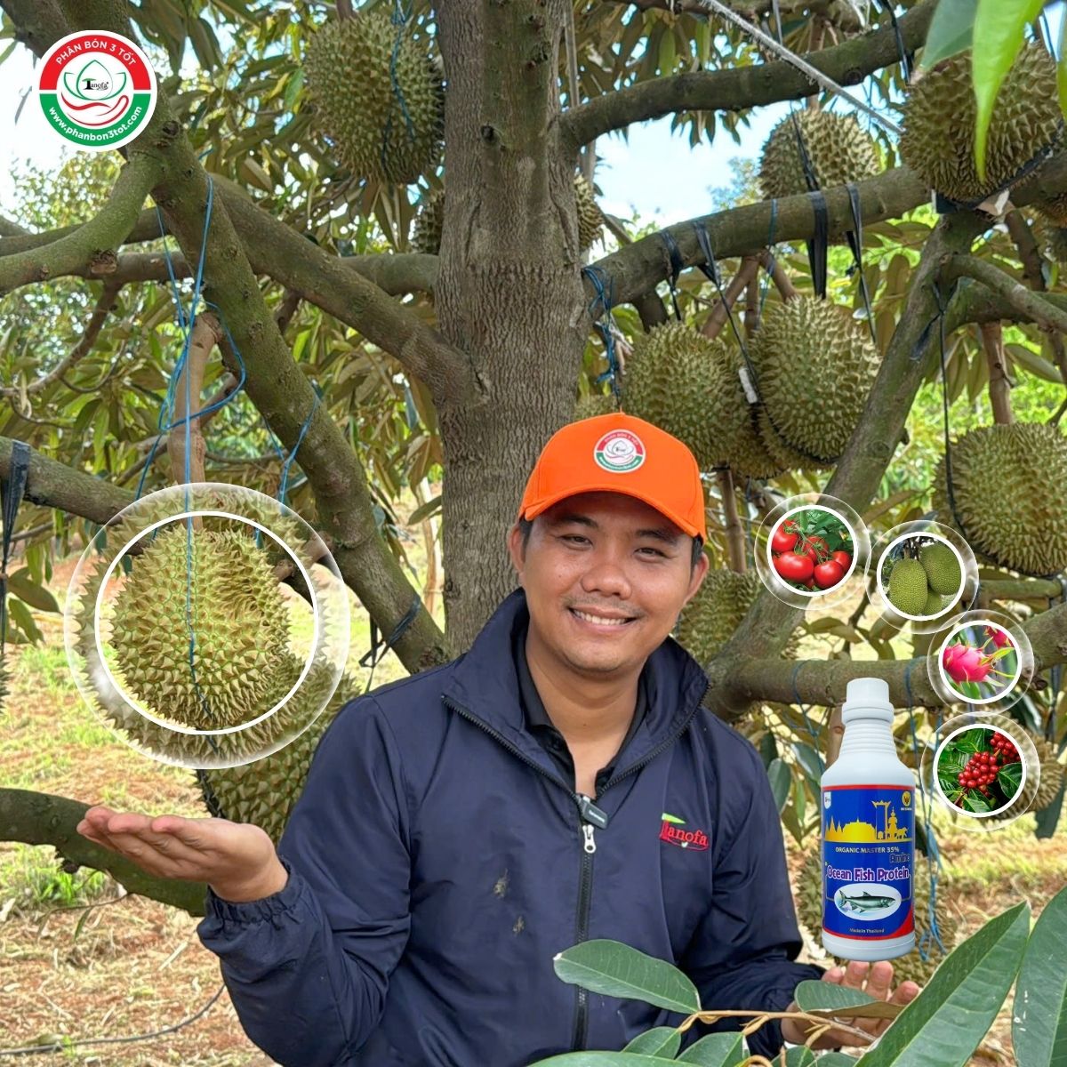 5 LƯU Ý KHI DÙNG ĐẠM CÁ HỮU CƠ - DỊCH CÁ BIO STRONG HIỆU QUẢ CHO CÂY ĂN TRÁI 5 LƯU Ý KHI DÙNG ĐẠM CÁ HỮU CƠ - DỊCH CÁ BIO STRONG HIỆU QUẢ CHO CÂY ĂN TRÁI