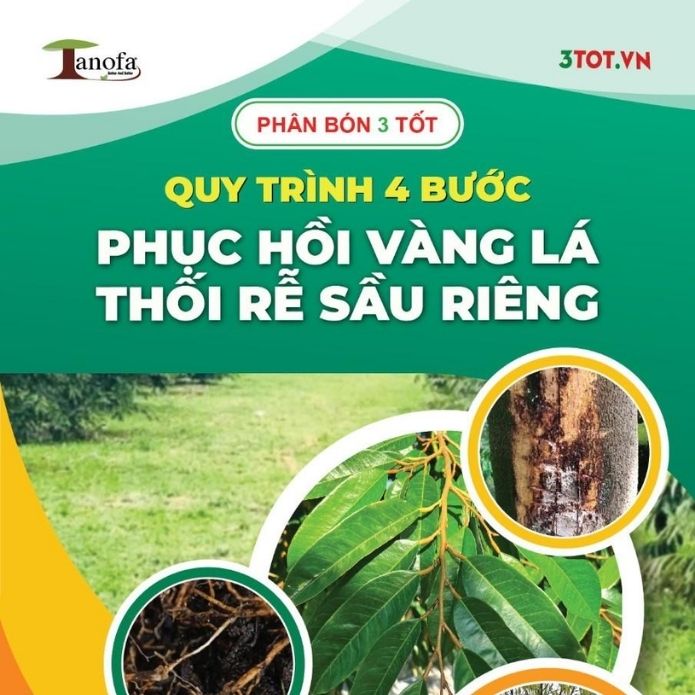 QUY TRÌNH 4 BƯỚC PHỤC HỒI VÀNG LÁ THỐI RỄ SẦU RIÊNG QUY TRÌNH 4 BƯỚC PHỤC HỒI VÀNG LÁ THỐI RỄ SẦU RIÊNG