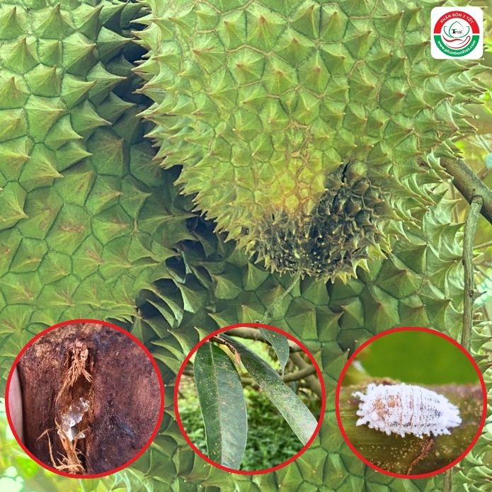 TOP NHỮNG TÁC NHÂN GÂY BỆNH HẠI TRÊN SẦU RIÊNG VÀ CÁCH PHÒNG TRỊ TOP NHỮNG TÁC NHÂN GÂY BỆNH HẠI TRÊN SẦU RIÊNG VÀ CÁCH PHÒNG TRỊ