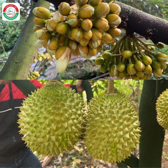 LÀM BÔNG TRÁI THỜI ĐIỂM NÀO CẦN BỔ SUNG CANXI-BO LÀM BÔNG TRÁI THỜI ĐIỂM NÀO CẦN BỔ SUNG CANXI-BO