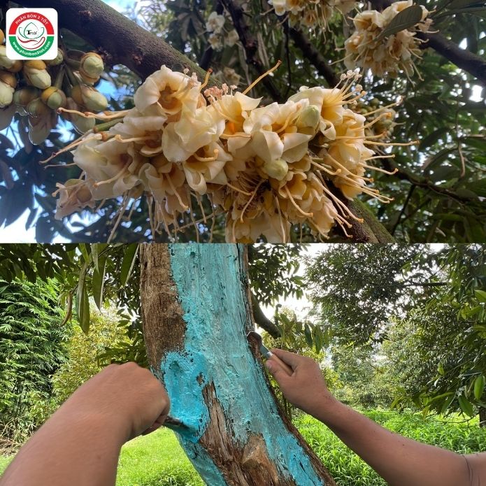 SẦU RIÊNG XÌ MỦ, NỨT THÂN KHI ĐANG RA BÔNG & CÁCH KHẮC PHỤC SẦU RIÊNG XÌ MỦ, NỨT THÂN KHI ĐANG RA BÔNG & CÁCH KHẮC PHỤC