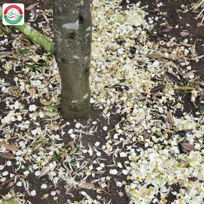 SẦU RIÊNG S.Ố.C NHIỆT DO NẮNG NÓNG & GIẢI PHÁP CHO NHÀ VƯỜN SẦU RIÊNG S.Ố.C NHIỆT DO NẮNG NÓNG & GIẢI PHÁP CHO NHÀ VƯỜN