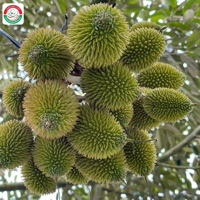 4 ĐIỀU KHÔNG THỂ BỎ QUA ĐỂ SẦU RIÊNG ĐẬU TRÁI TỐT 4 ĐIỀU KHÔNG THỂ BỎ QUA ĐỂ SẦU RIÊNG ĐẬU TRÁI TỐT