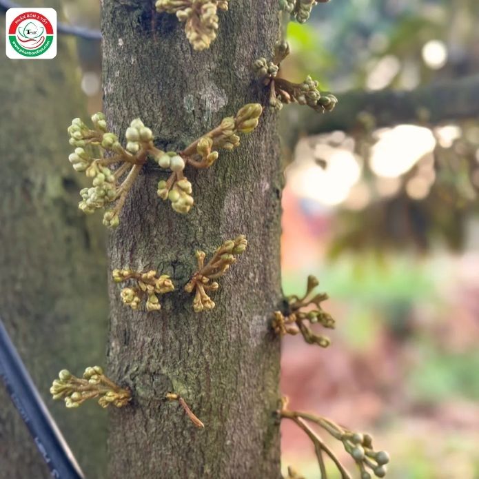 3 LƯU Ý HẠN CHẾ ĐEN MẮT CUA KHI TẠO MẦM TRONG THỜI TIẾT GIÓ VÀ LẠNH! 3 LƯU Ý HẠN CHẾ ĐEN MẮT CUA KHI TẠO MẦM TRONG THỜI TIẾT GIÓ VÀ LẠNH!