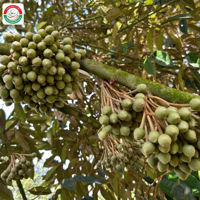 XIẾT NƯỚC LÀM BÔNG SẦU RIÊNG & NHỮNG ĐIỀU CẦN PHẢI GHI NHỚ XIẾT NƯỚC LÀM BÔNG SẦU RIÊNG & NHỮNG ĐIỀU CẦN PHẢI GHI NHỚ