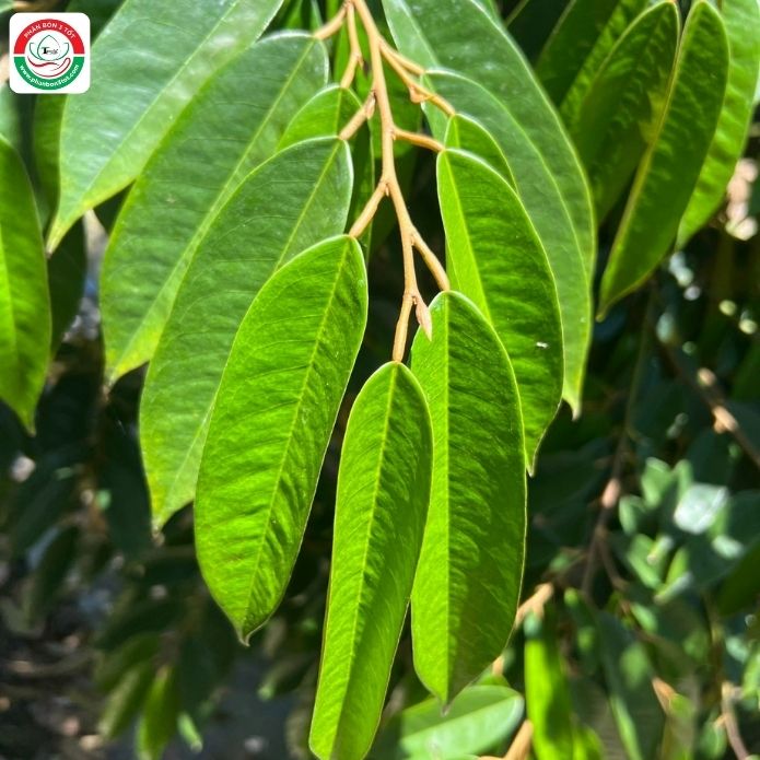 TẠI SAO CẦN PHẢI LÀM GIÀ CƠI ĐỌT SẦU RIÊNG MỚI RA HOA? TẠI SAO CẦN PHẢI LÀM GIÀ CƠI ĐỌT SẦU RIÊNG MỚI RA HOA?