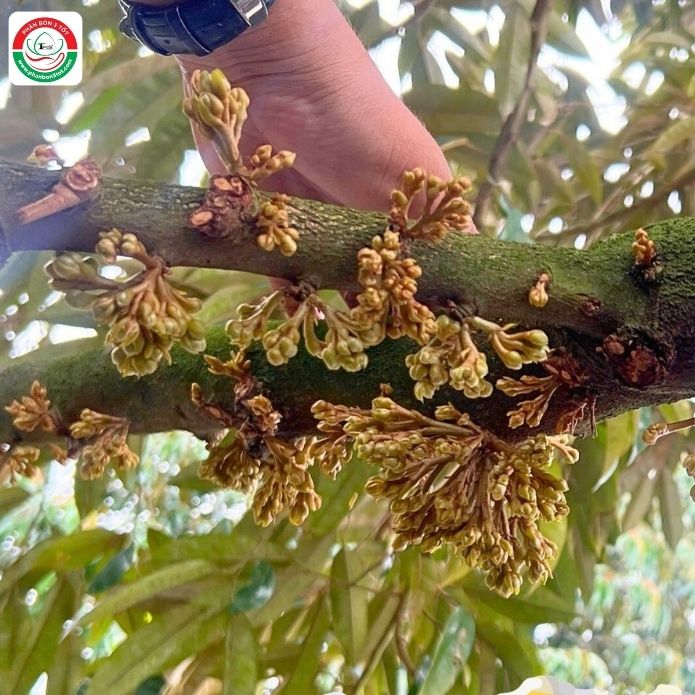 HƯỚNG DẪN XỬ LÍ MẮT CUA SẦU RIÊNG BỊ ĐEN, KHÔ HƯỚNG DẪN XỬ LÍ MẮT CUA SẦU RIÊNG BỊ ĐEN, KHÔ