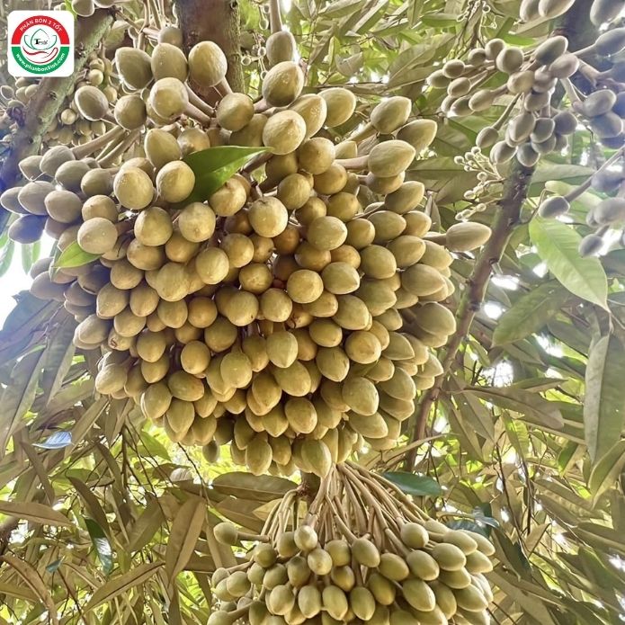 TOP 3 LƯU Ý CHO SẦU RIÊNG TRƯỚC XỔ NHỤY VÀO MÙA MƯA TOP 3 LƯU Ý CHO SẦU RIÊNG TRƯỚC XỔ NHỤY VÀO MÙA MƯA