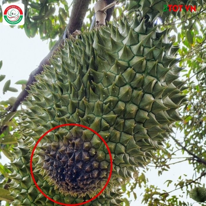 NGUYÊN NHÂN VÀ CÁCH PHÒNG TRỊ BỆNH THỐI TRÁI SẦU RIÊNG VÀO MÙA MƯA NGUYÊN NHÂN VÀ CÁCH PHÒNG TRỊ BỆNH THỐI TRÁI SẦU RIÊNG VÀO MÙA MƯA
