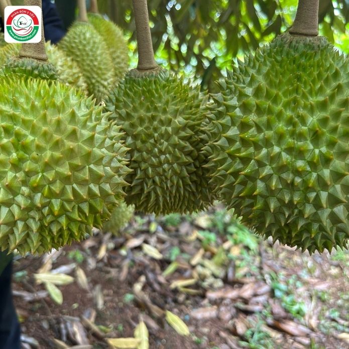 VÌ SAO SẦU RIÊNG MUSANG KING DỄ SƯỢNG TRÁI ? VÌ SAO SẦU RIÊNG MUSANG KING DỄ SƯỢNG TRÁI ?