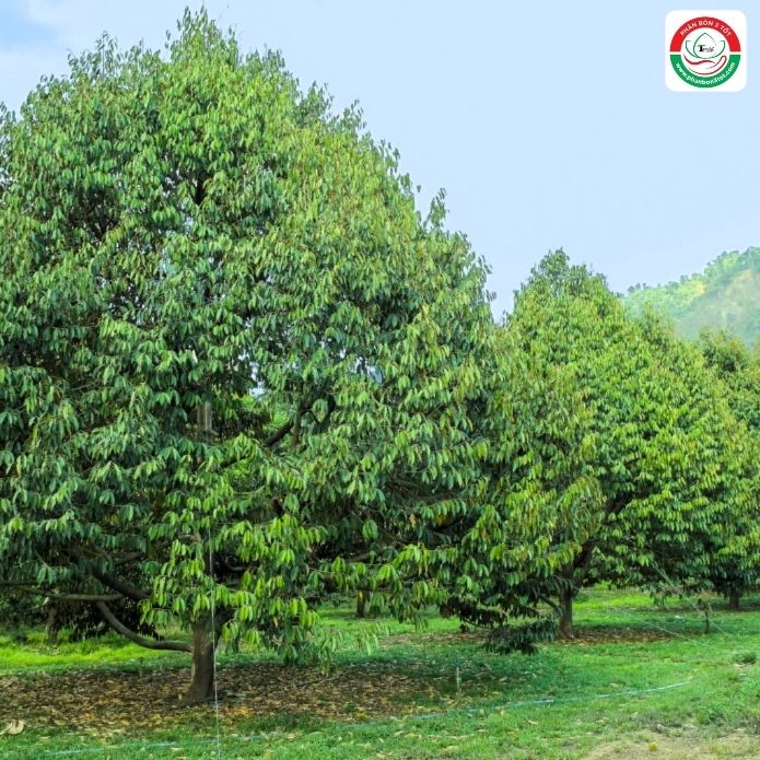 NHỮNG THÁCH THỨC VÀ GIẢI PHÁP TRONG SẢN XUẤT SẦU RIÊNG HỮU CƠ NHỮNG THÁCH THỨC VÀ GIẢI PHÁP TRONG SẢN XUẤT SẦU RIÊNG HỮU CƠ