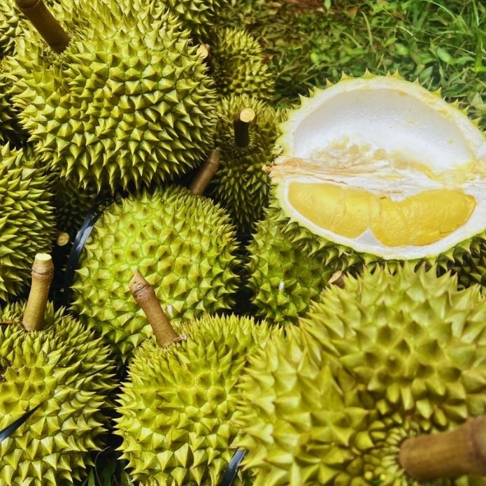 SẦU RIÊNG CHUẨN MẪU, NẶNG KÍ CẦN LINH ĐỘNG DINH DƯỠNG THẾ NÀO ? SẦU RIÊNG CHUẨN MẪU, NẶNG KÍ CẦN LINH ĐỘNG DINH DƯỠNG THẾ NÀO ?