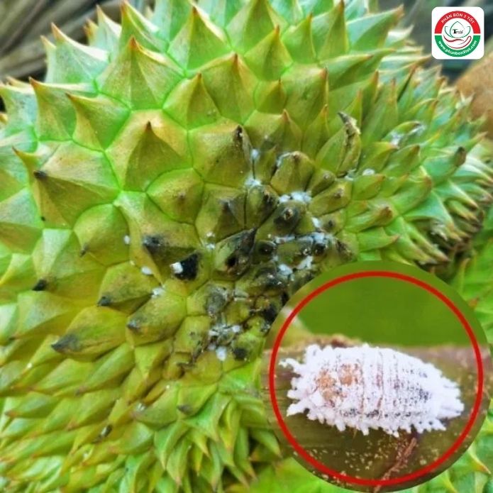 PHÒNG TRỊ RỆP SÁP TRẮNG GÂY HẠI TRÊN CÂY SẦU RIÊNG PHÒNG TRỊ RỆP SÁP TRẮNG GÂY HẠI TRÊN CÂY SẦU RIÊNG