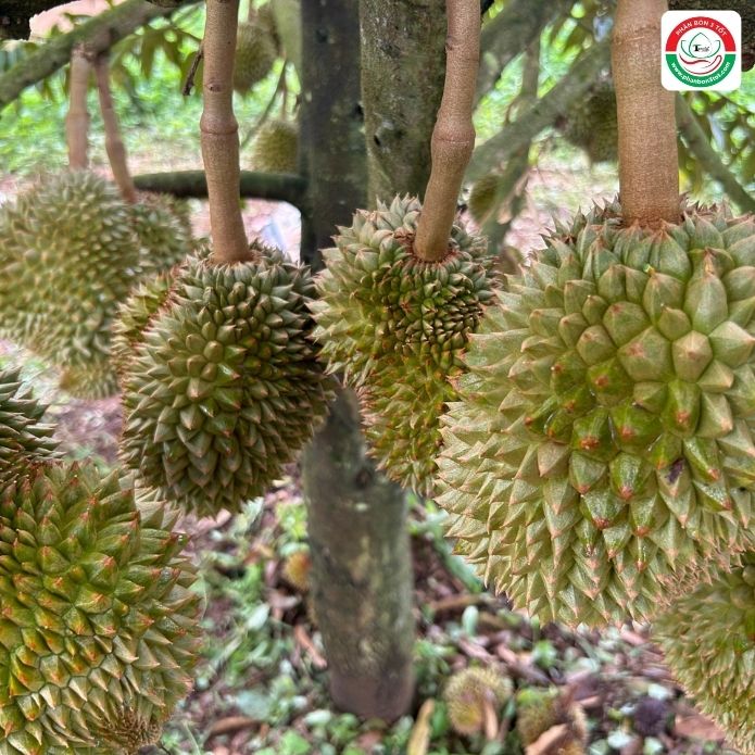 TOP 2 BỆNH PHỔ BIẾN SẦU RIÊNG NUÔI TRÁI TRONG GIAI ĐOẠN MÙA MƯA CẦN TRÁNH! TOP 2 BỆNH PHỔ BIẾN SẦU RIÊNG NUÔI TRÁI TRONG GIAI ĐOẠN MÙA MƯA CẦN TRÁNH!