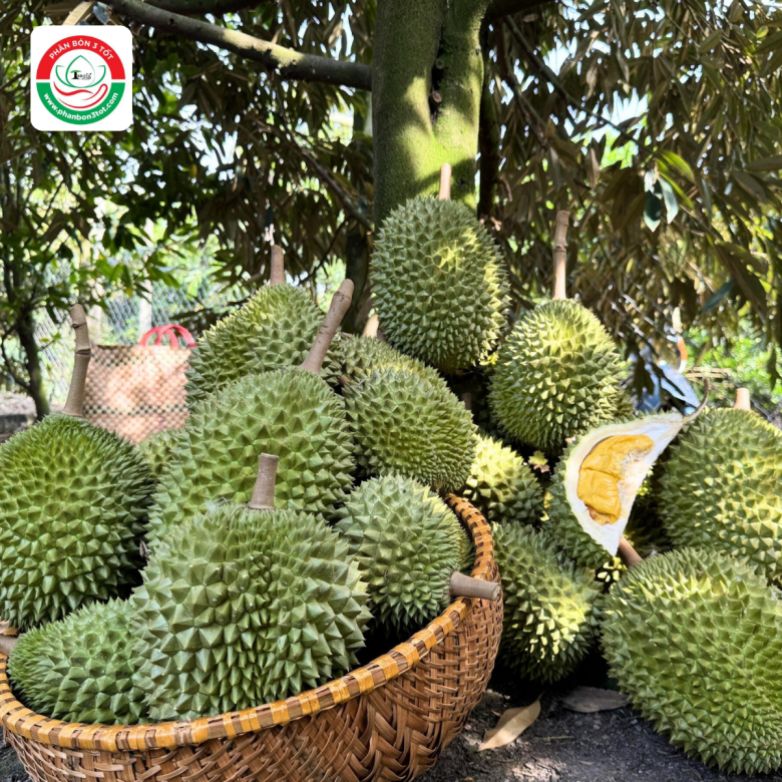 BÍ KÍP DƯỠNG TRÁI SẦU RIÊNG LÊN CƠM VÀNG ĐẸP, KHÔNG BỊ SƯỢNG BÍ KÍP DƯỠNG TRÁI SẦU RIÊNG LÊN CƠM VÀNG ĐẸP, KHÔNG BỊ SƯỢNG