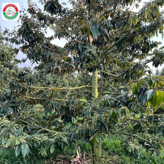 3 BƯỚC PHỤC HỒI CÂY SẦU RIÊNG BỊ NGỘ ĐỘC PHÂN BÓN HỮU CƠ 3 BƯỚC PHỤC HỒI CÂY SẦU RIÊNG BỊ NGỘ ĐỘC PHÂN BÓN HỮU CƠ