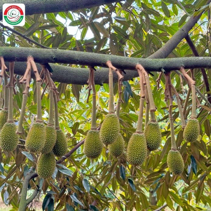 CÁC DINH DƯỠNG KHÔNG ĐƯỢC THIẾU ĐỂ SẦU RIÊNG TĂNG TỈ LỆ Đ.Ậ.U TRÁI CÁC DINH DƯỠNG KHÔNG ĐƯỢC THIẾU ĐỂ SẦU RIÊNG TĂNG TỈ LỆ Đ.Ậ.U TRÁI