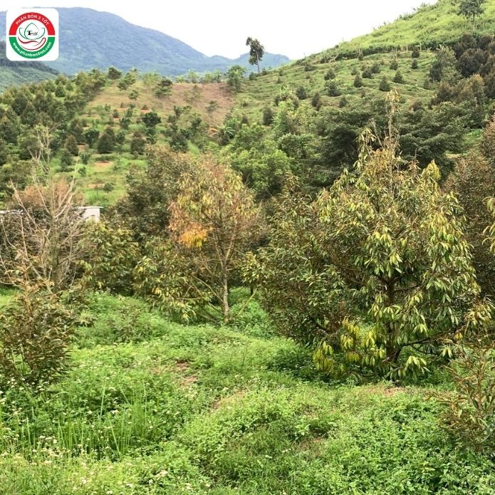 VÀNG LÁ THỐI RỄ TRÊN SẦU RIÊNG, CÁC BƯỚC PHỤC HỒI CẦN NẮM VÀNG LÁ THỐI RỄ TRÊN SẦU RIÊNG, CÁC BƯỚC PHỤC HỒI CẦN NẮM