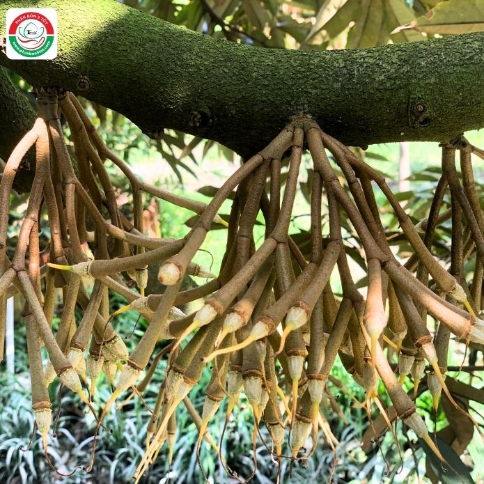 SẦU RIÊNG SAU XỔ NHỤY RỤNG QUE DIÊM HÀNG LOẠT, NGUYÊN NHÂN TỪ ĐÂU? SẦU RIÊNG SAU XỔ NHỤY RỤNG QUE DIÊM HÀNG LOẠT, NGUYÊN NHÂN TỪ ĐÂU?