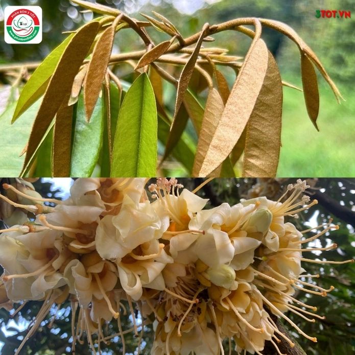 SẦU RIÊNG VỪA XỔ NHUỴ VỪA ĐI ĐỌT, NHÀ VƯỜN NÊN CHẶN ĐỌT HAY DÌU ĐỌT? SẦU RIÊNG VỪA XỔ NHUỴ VỪA ĐI ĐỌT, NHÀ VƯỜN NÊN CHẶN ĐỌT HAY DÌU ĐỌT?