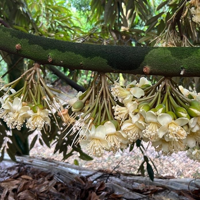 GẶP MƯA BẤT THƯỜNG  LÀM GÌ ĐỂ TRÁNH NẤM CỔ BÔNG, RỤNG BÔNG, TRÁI NON SẦU RIÊNG GẶP MƯA BẤT THƯỜNG  LÀM GÌ ĐỂ TRÁNH NẤM CỔ BÔNG, RỤNG BÔNG, TRÁI NON SẦU RIÊNG