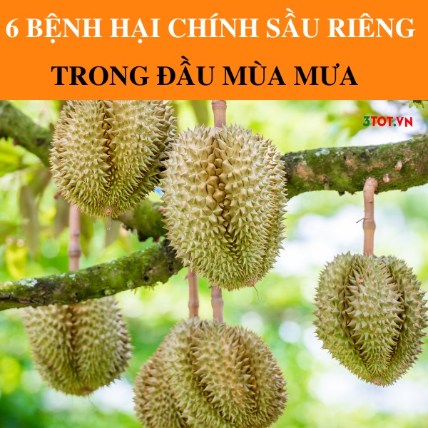 Top 6 Bệnh Hại Chính Sầu Riêng Trong Đầu Mùa Mưa