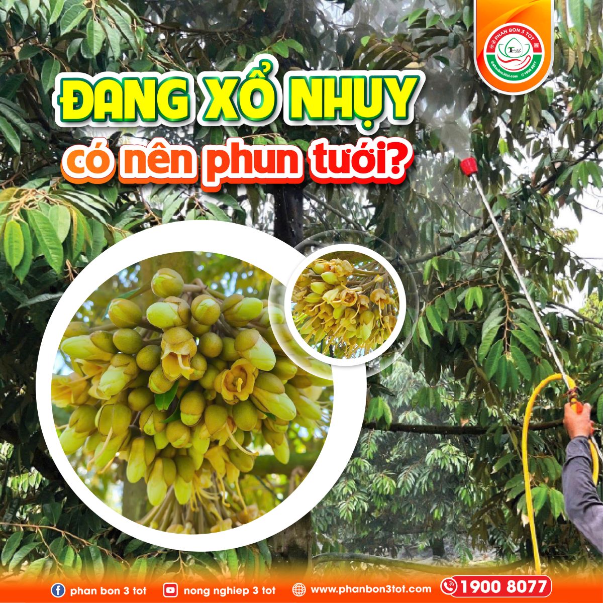 SẦU RIÊNG ĐANG XỔ NHỤY CÓ NÊN TƯỚI NƯỚC HAY PHUN THUỐC KHÔNG? 