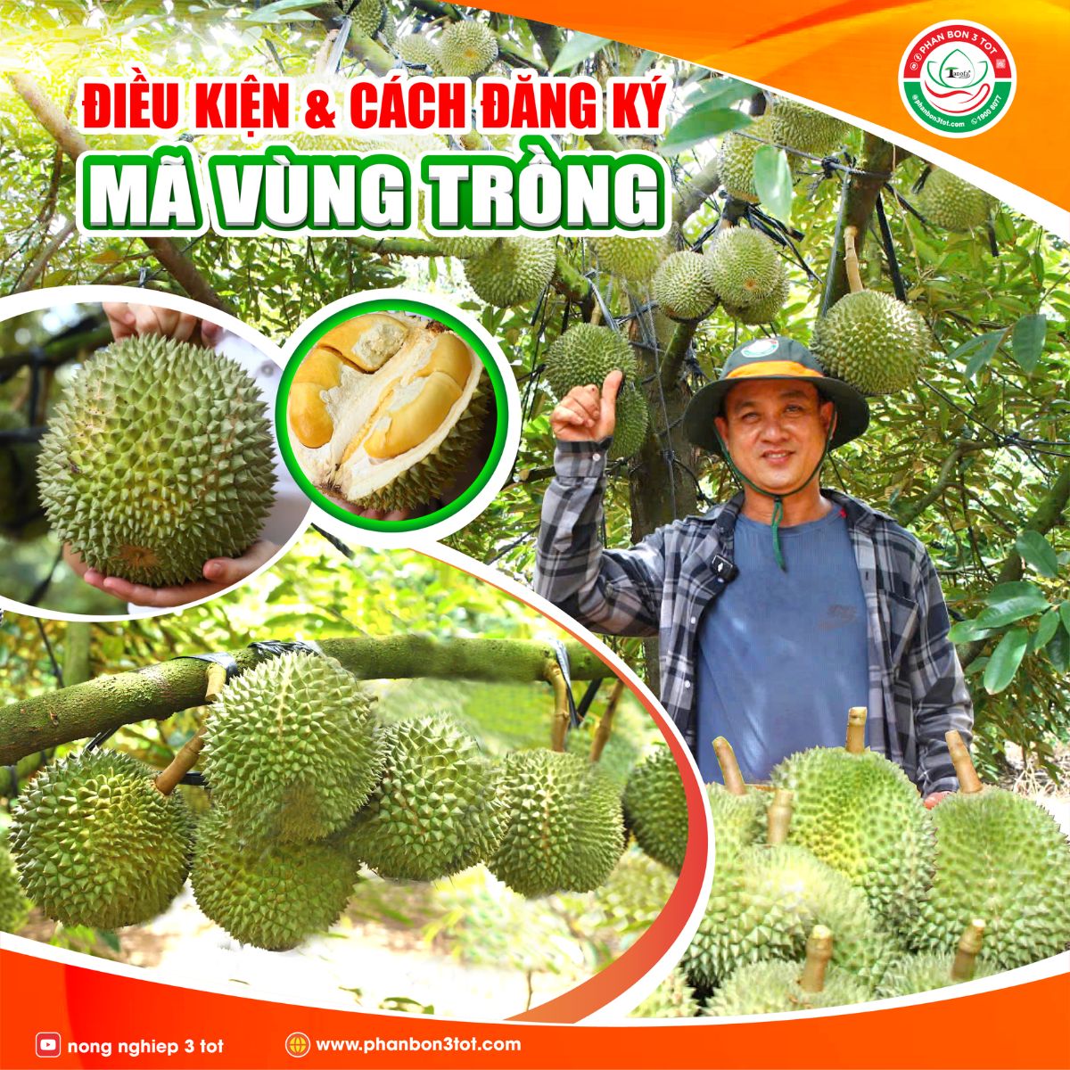 ĐIỀU KIỆN & CÁCH ĐĂNG KÝ MÃ VÙNG TRỒNG SẦU RIÊNG – NHÀ VƯỜN CẦN BIẾT!