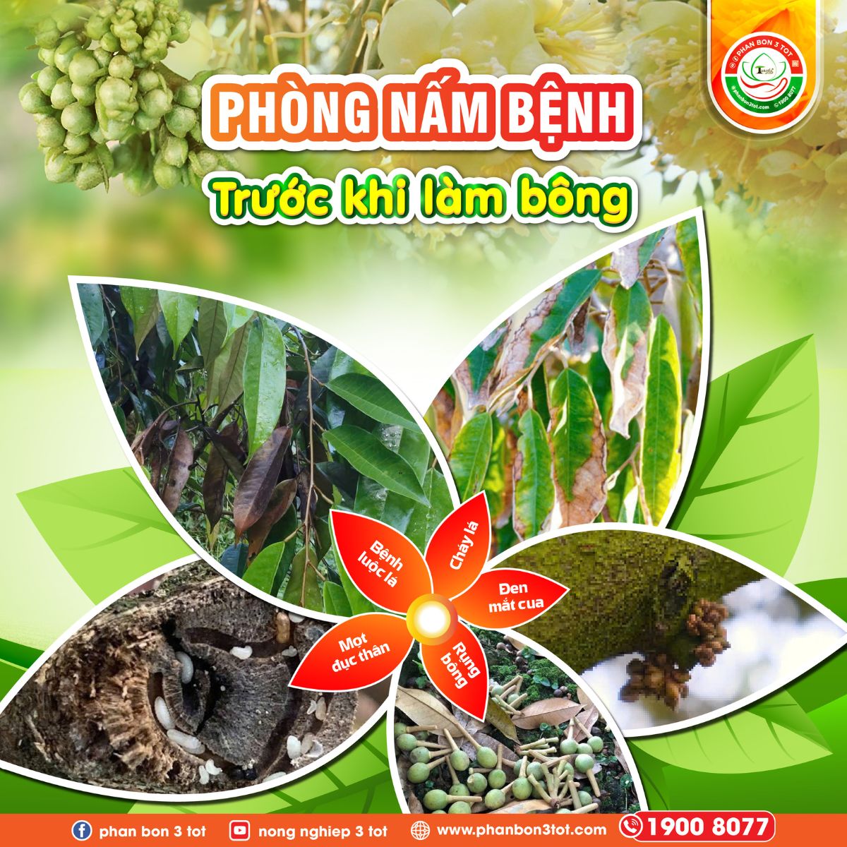 PHÒNG NẤM BỆNH TRƯỚC KHI LÀM BÔNG GIÚP CÂY KHỎE, BÔNG RA ĐỒNG LOẠT