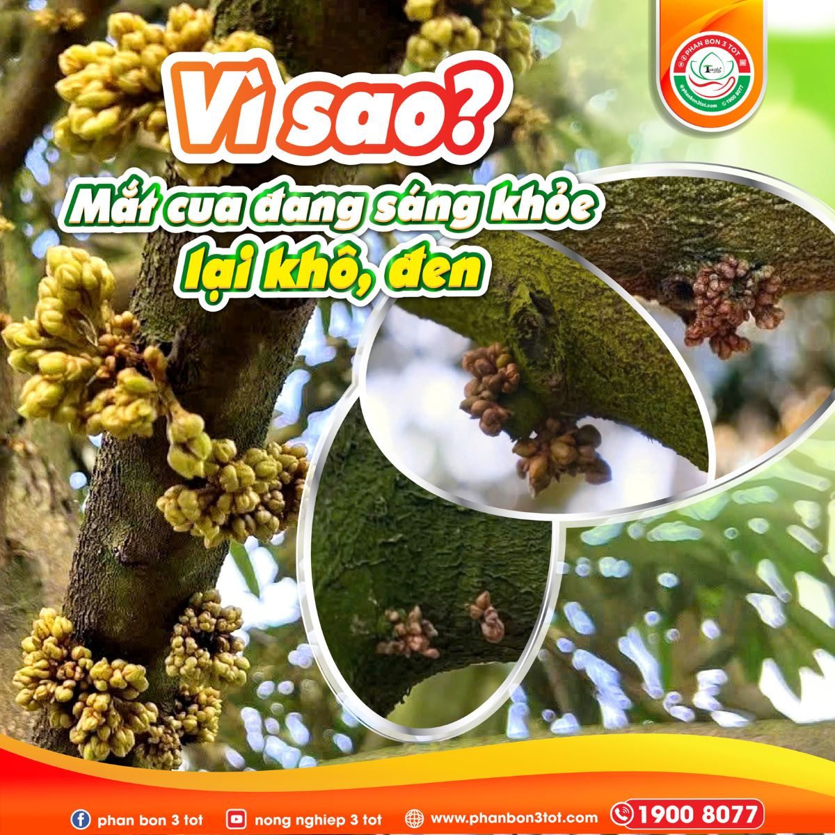 KHÔ ĐEN MẮT CUA SẦU RIÊNG: NGUYÊN NHÂN & CÁCH XỬ LÝ HIỆU QUẢ