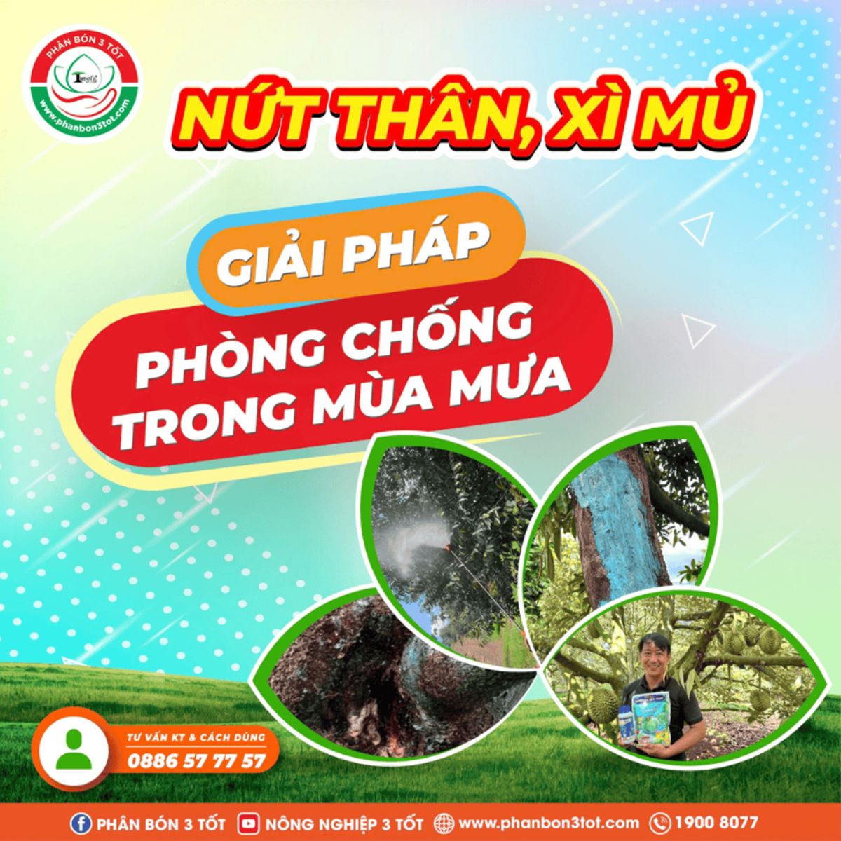 GIẢI PHÁP PHÒNG CHỐNG NỨT THÂN XÌ MỦ TRONG MÙA MƯA GIẢI PHÁP PHÒNG CHỐNG NỨT THÂN XÌ MỦ TRONG MÙA MƯA