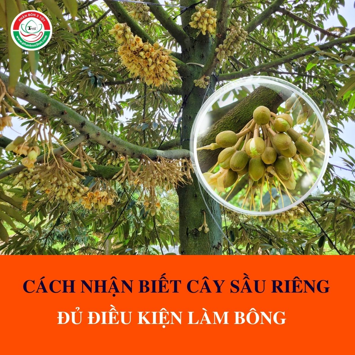 CÁCH NHẬN BIẾT CÂY SẦU RIÊNG ĐỦ ĐIỀU KIỆN LÀM BÔNG CÁCH NHẬN BIẾT CÂY SẦU RIÊNG ĐỦ ĐIỀU KIỆN LÀM BÔNG