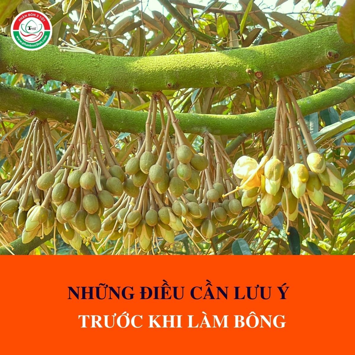 NHỮNG ĐIỀU NHÀ VƯỜN CẦN LƯU Ý TRƯỚC KHI LÀM BÔNG NHỮNG ĐIỀU NHÀ VƯỜN CẦN LƯU Ý TRƯỚC KHI LÀM BÔNG