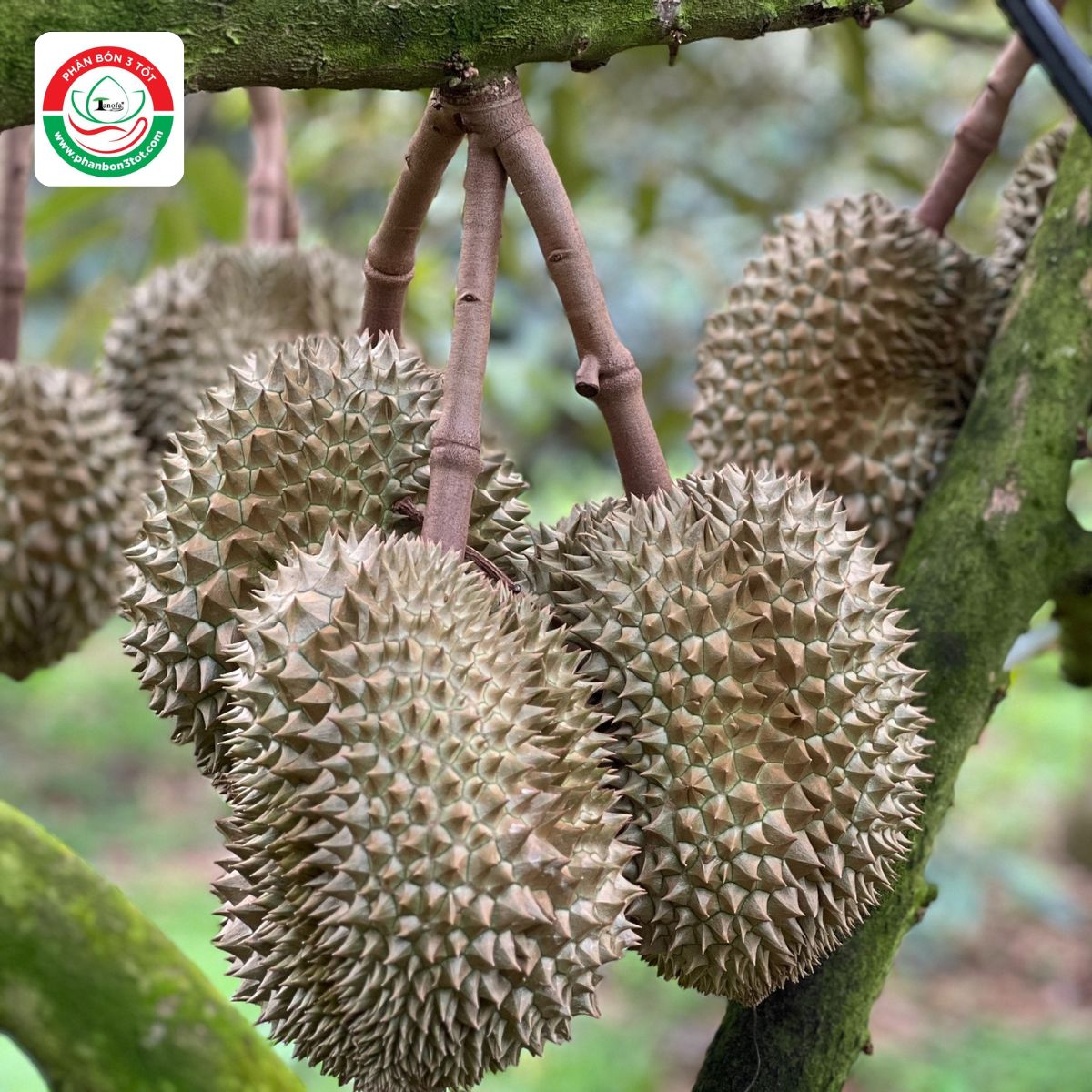 SẦU RIÊNG SƯỢNG CƠM NƯỚC TRƯỚC THU HOẠCH CÓ CÁCH NÀO KHẮC PHỤC? SẦU RIÊNG SƯỢNG CƠM NƯỚC TRƯỚC THU HOẠCH CÓ CÁCH NÀO KHẮC PHỤC?
