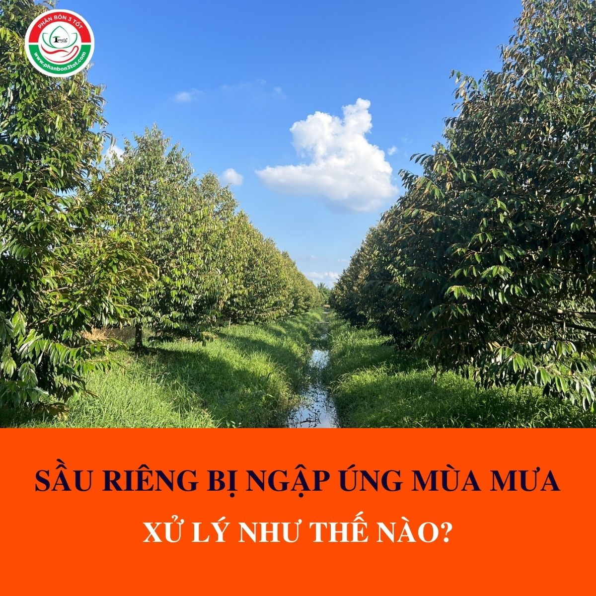 SẦU RIÊNG NGẬP ÚNG MÙA MƯA XỬ LÝ NHƯ THẾ NÀO? SẦU RIÊNG NGẬP ÚNG MÙA MƯA XỬ LÝ NHƯ THẾ NÀO?