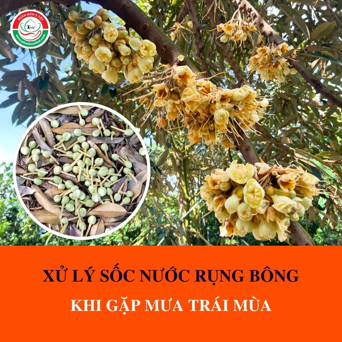 XỬ LÝ SỐC NƯỚC RỤNG BÔNG KHI GẶP MƯA TRÁI MÙA XỬ LÝ SỐC NƯỚC RỤNG BÔNG KHI GẶP MƯA TRÁI MÙA