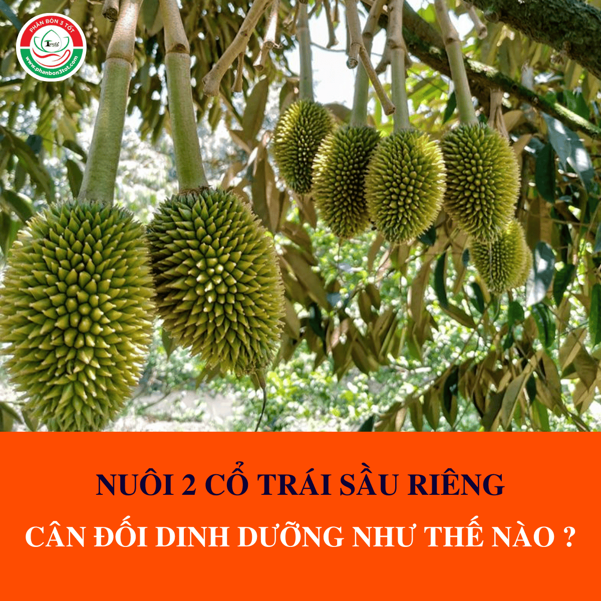 NUÔI 2 CỔ TRÁI SẦU RIÊNG: CÂN ĐỐI DINH DƯỠNG NHƯ THẾ NÀO? NUÔI 2 CỔ TRÁI SẦU RIÊNG: CÂN ĐỐI DINH DƯỠNG NHƯ THẾ NÀO?