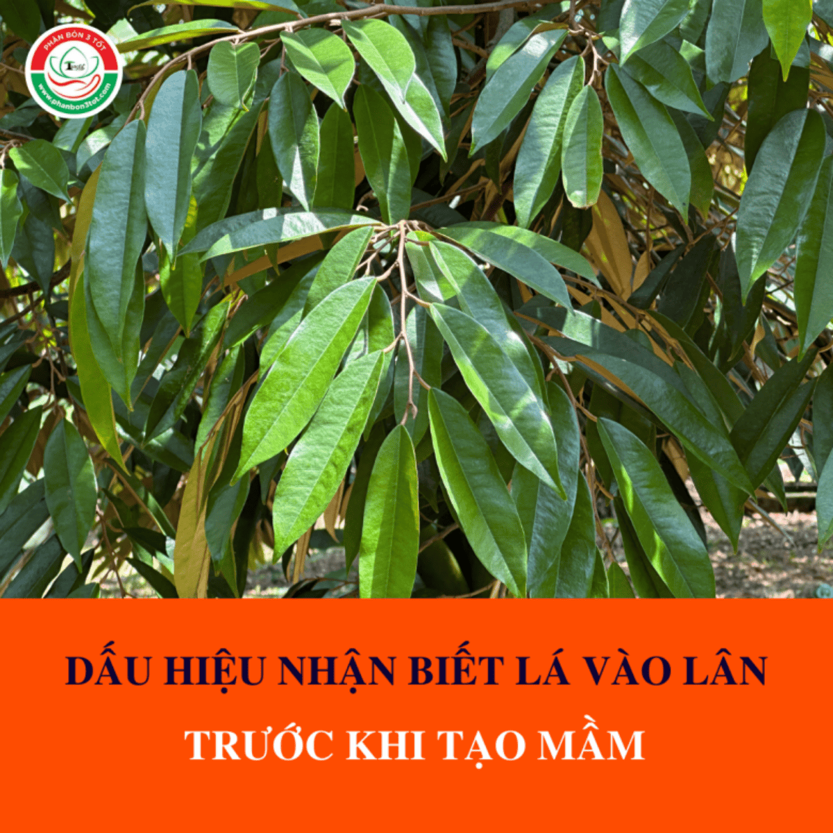 DẤU HIỆU NHẬN BIẾT LÁ ĐÃ VÀO LÂN TRƯỚC KHI TẠO MẦM DẤU HIỆU NHẬN BIẾT LÁ ĐÃ VÀO LÂN TRƯỚC KHI TẠO MẦM