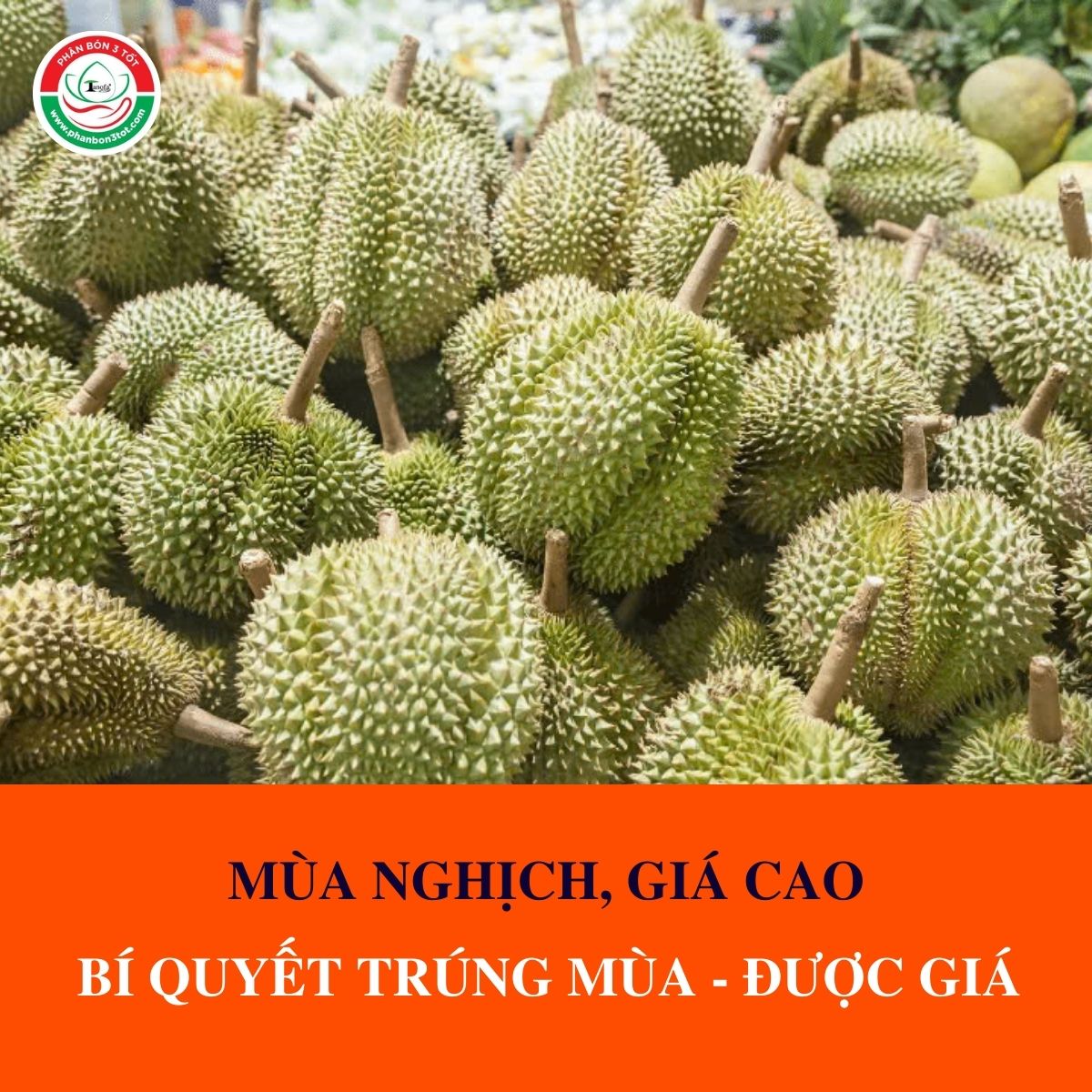 MÙA NGHỊCH, GIÁ CAO: BÍ QUYẾT CHĂM SẦU RIÊNG TRÚNG MÙA - ĐƯỢC GIÁ! MÙA NGHỊCH, GIÁ CAO: BÍ QUYẾT CHĂM SẦU RIÊNG TRÚNG MÙA - ĐƯỢC GIÁ!