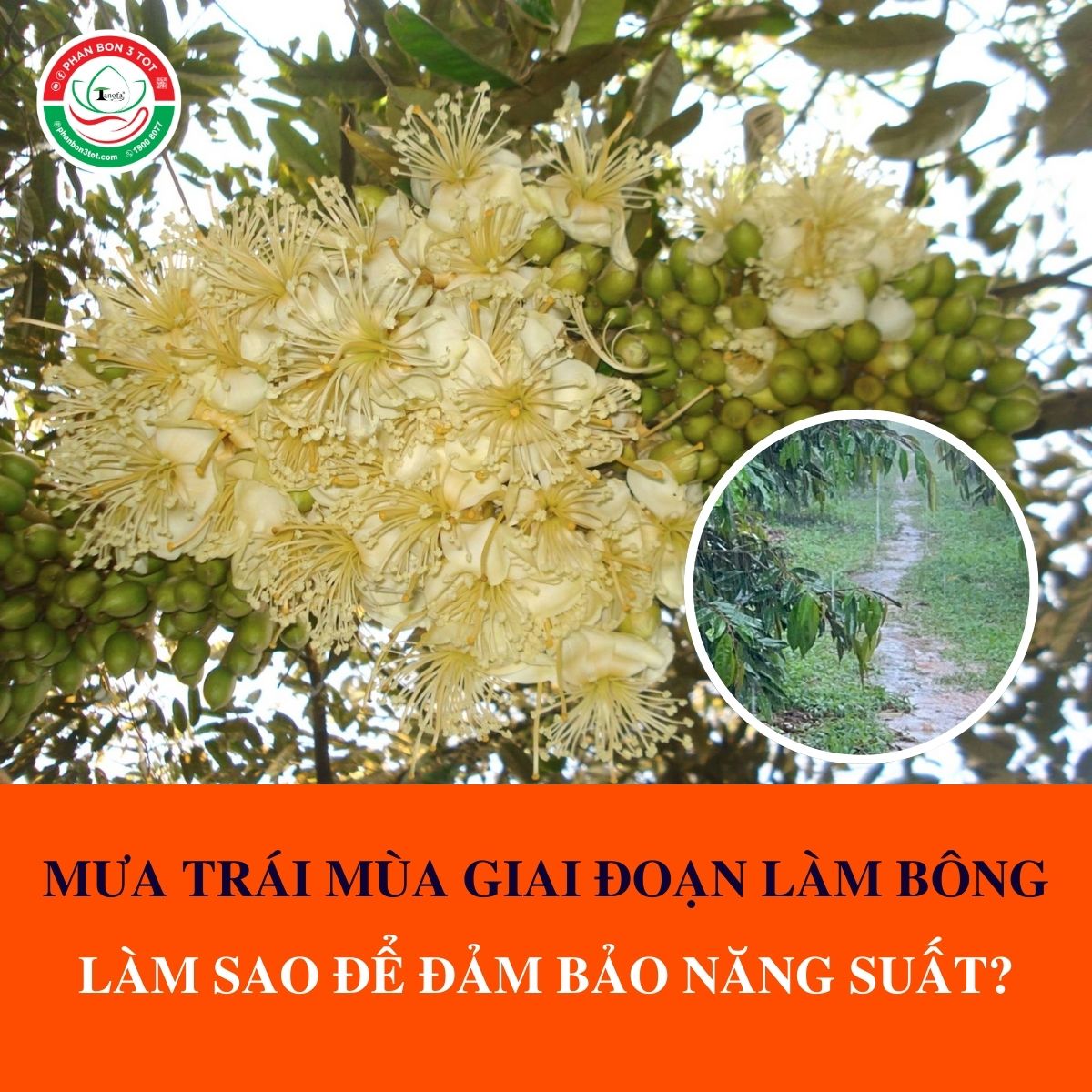 MƯA TRÁI MÙA GIAI ĐOẠN LÀM BÔNG, LÀM SAO ĐỂ ĐẢM BẢO NĂNG SUẤT? MƯA TRÁI MÙA GIAI ĐOẠN LÀM BÔNG, LÀM SAO ĐỂ ĐẢM BẢO NĂNG SUẤT?