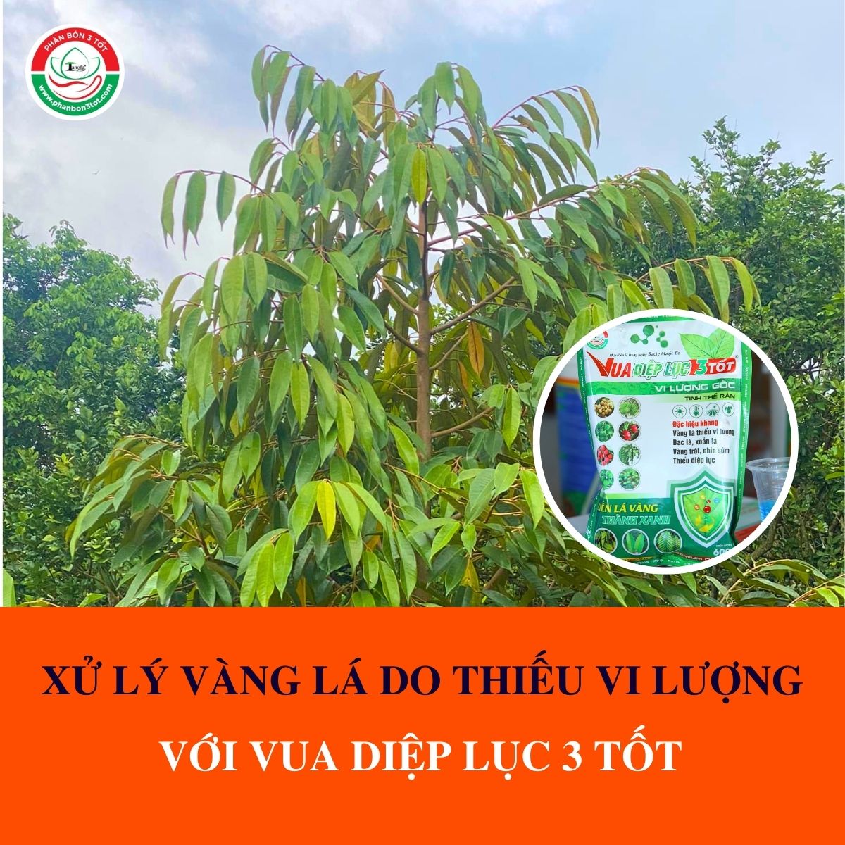 XỬ LÝ VÀNG LÁ DO THIẾU VI LƯỢNG VỚI VUA DIỆP LỤC 3 TỐT XỬ LÝ VÀNG LÁ DO THIẾU VI LƯỢNG VỚI VUA DIỆP LỤC 3 TỐT