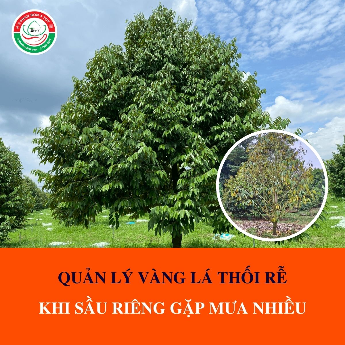 QUẢN LÝ VÀNG LÁ THỐI RỄ SẦU RIÊNG KHI MƯA NHIỀU QUẢN LÝ VÀNG LÁ THỐI RỄ SẦU RIÊNG KHI MƯA NHIỀU