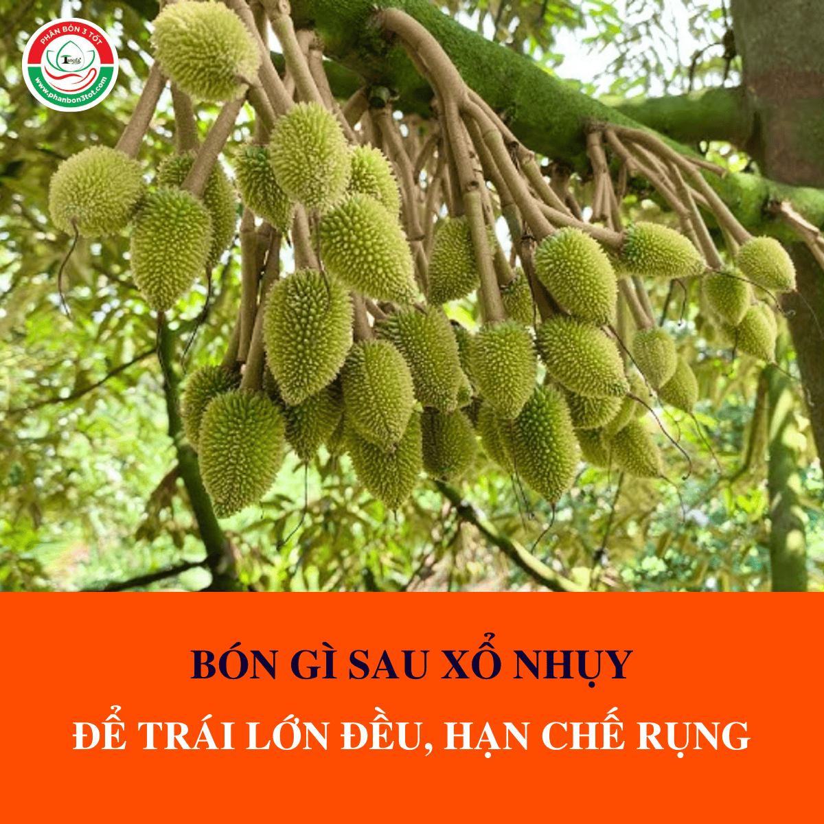 SAU XỔ NHỤY BÓN GÌ ĐỂ TRÁI LỚN ĐỀU, HẠN CHẾ RỤNG TRÁI NON SAU XỔ NHỤY BÓN GÌ ĐỂ TRÁI LỚN ĐỀU, HẠN CHẾ RỤNG TRÁI NON